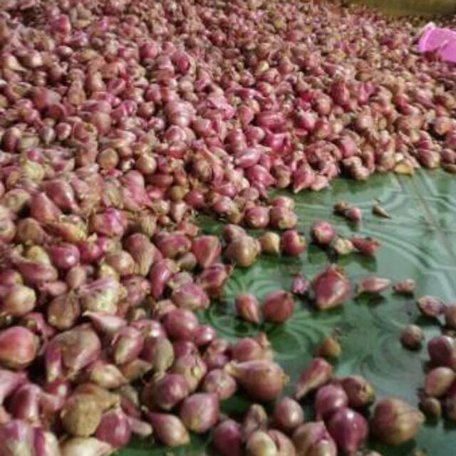 

Bawang merah Brebes