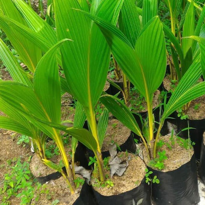 Y@I Pohon Kelapa Gading, Pohon Kelapa Kuning, Tanaman Buah Kelapa