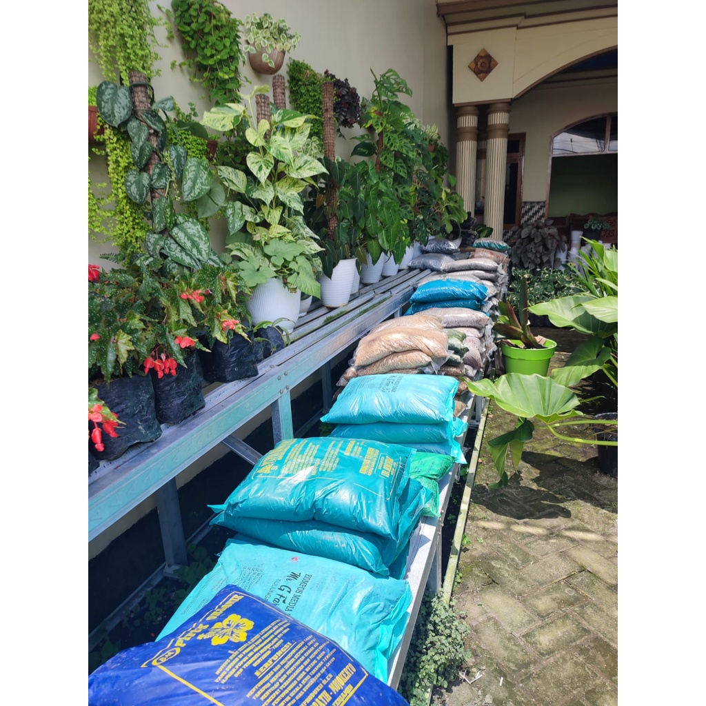 READY TANAMAN PHILODENDRON PLOW MANIINARROW TANAMAN BUNGA HIAS PHILODENDRON