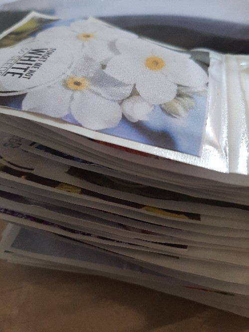 Lavender Hidcote Blue 10 Biji (benih Biji Bibit Tanaman Bunga)