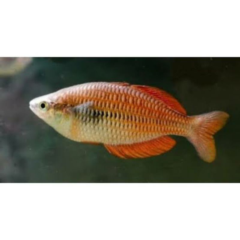 ikan rainbow kurumoi