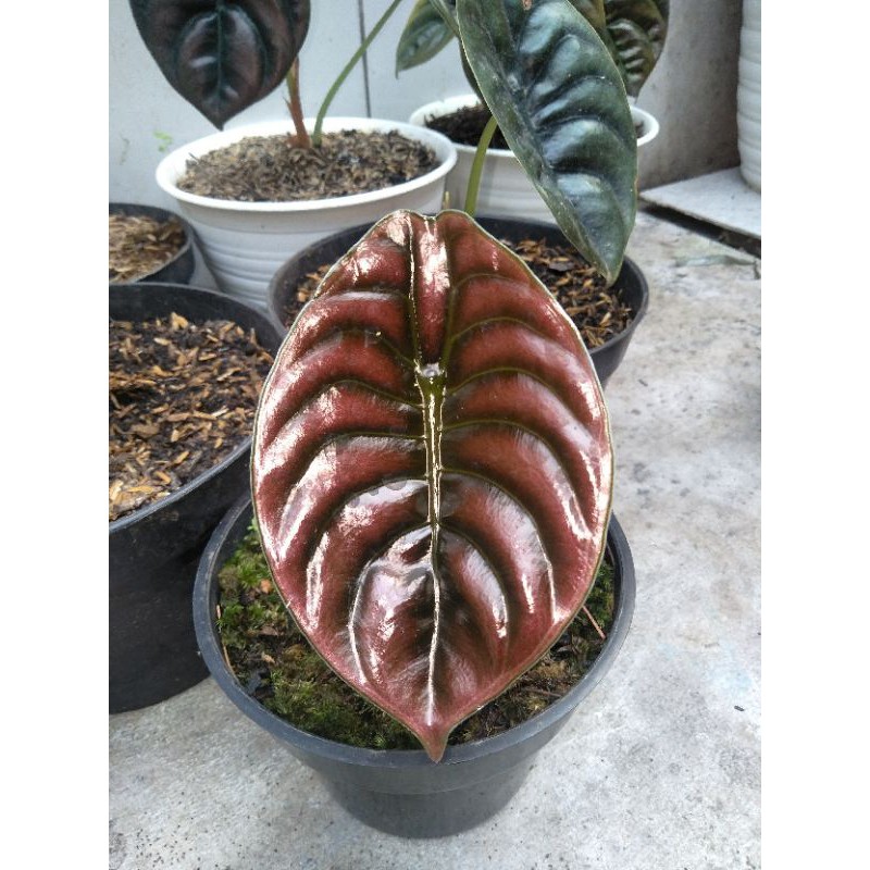 Alocasia Cuprea/keladi tengkorak hitam