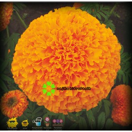 2 Butir Benih Marigold Maharani F1 Repacking (Panah Merah)