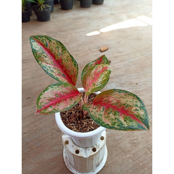 aglonema sweet dream