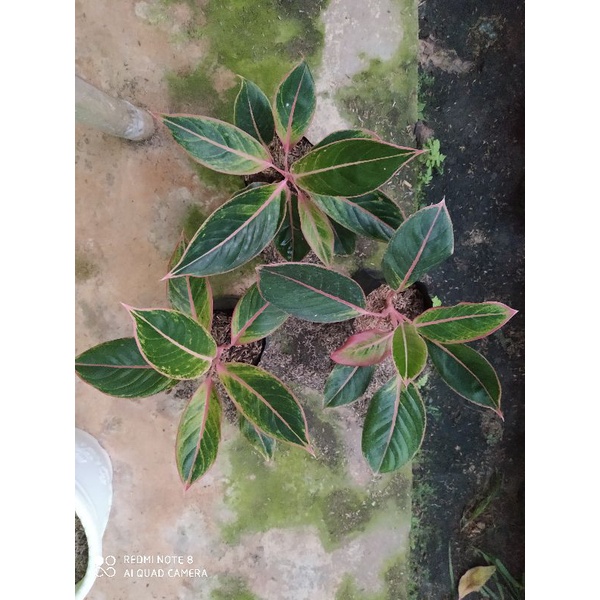 Paket 3 Aglonema Lipstik Klasik/ Lipstik Pink/ Siam Aurora