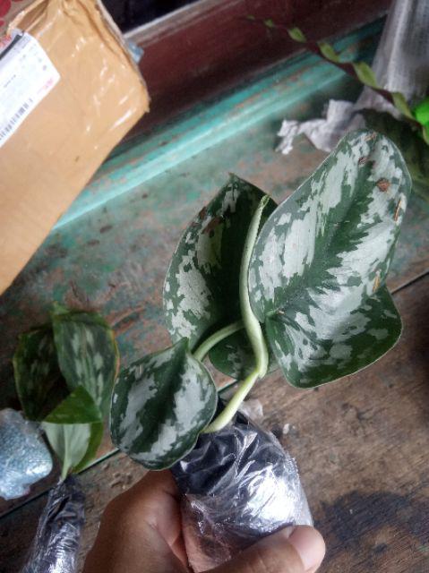 Tanaman Hias Scindapsus Exotica -  Tanaman Hias Gantung