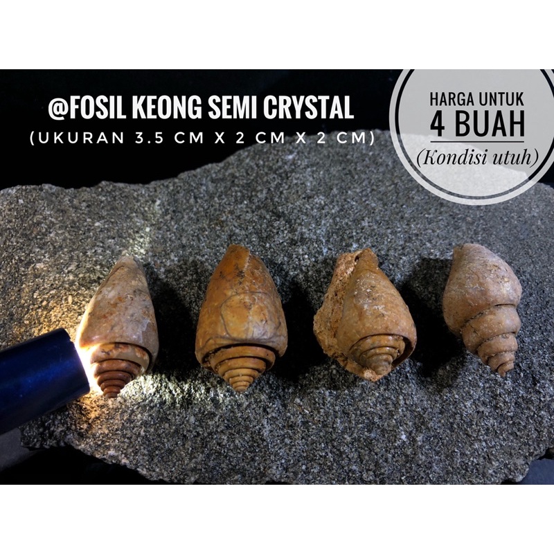 Fosil Keong Semi Kristal A37 atau Fosil Kerang atau Fosil Hewan Purba