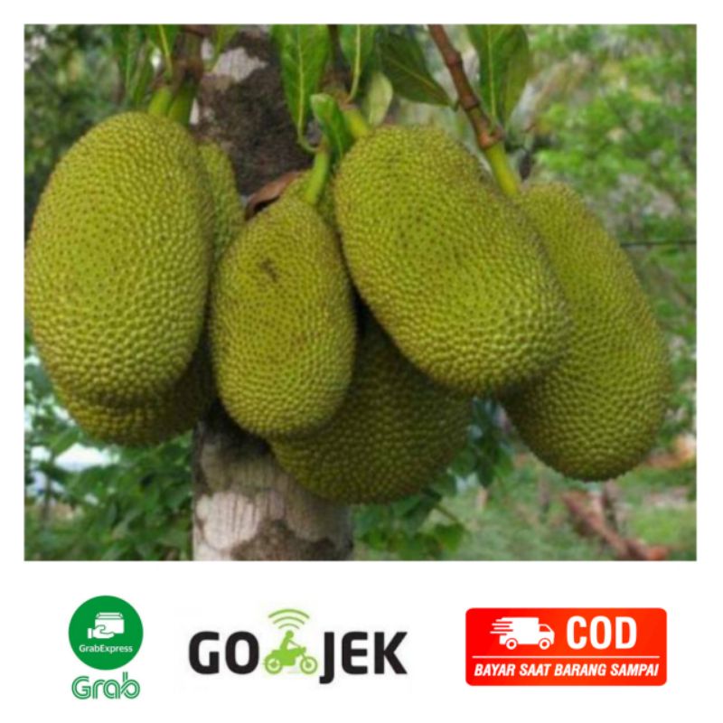 

Nangka/Cubadak Mentah Fresh Wiranilo Padang
