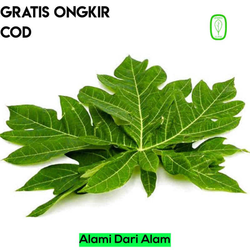 

Daun Pepaya Muda Segar Herbal Alami COD