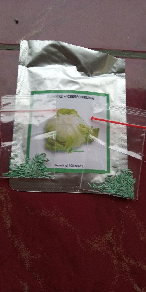 Benih Selada Lettuce  Iceberg Bruma  Repack 100 Seeds