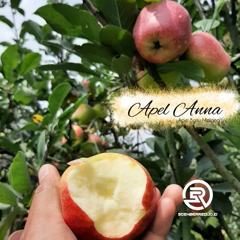Bibit  Apel Ana Merah