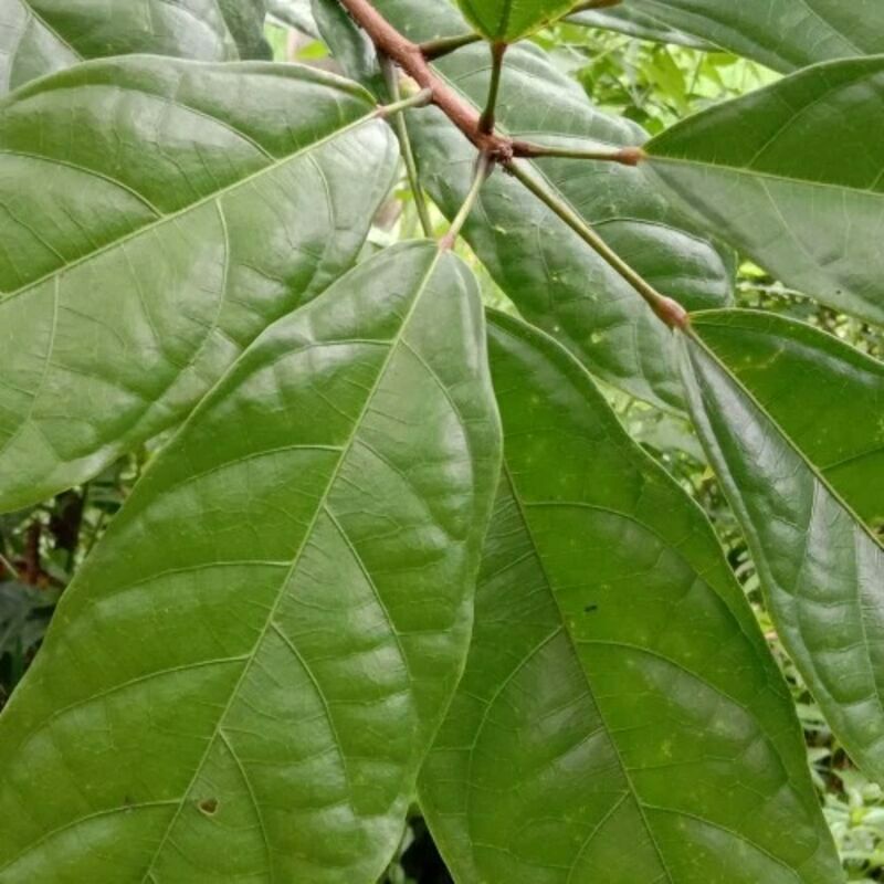 

Herbal Daun Hantap Segar Fresh 500Gram Termurah