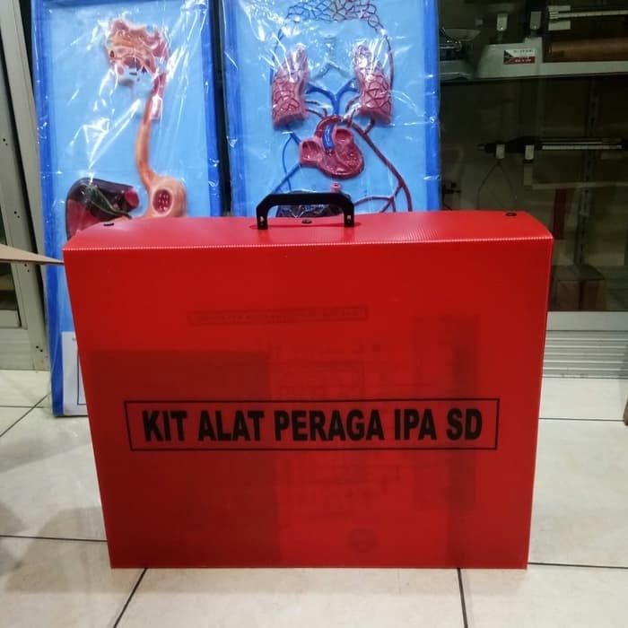 Jual Torso Pria Torso Laki Laki Anatomi Pria Alat Peraga Biologi Indonesia Shopee Indonesia