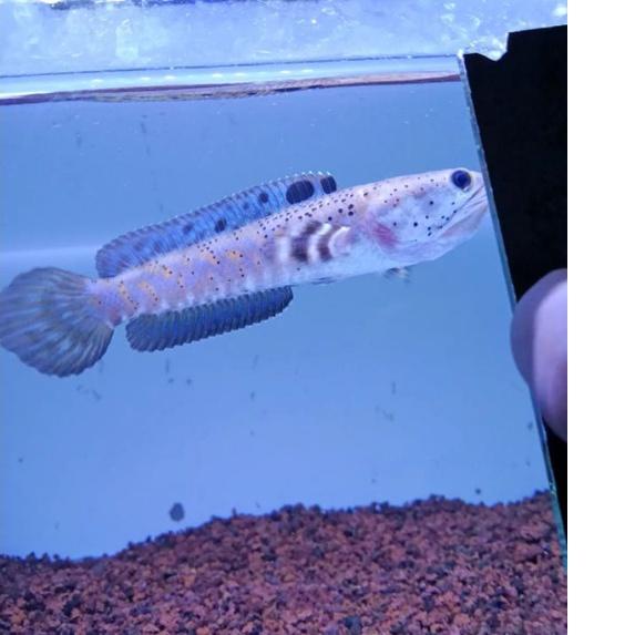 {Original} Channa blue pulchra 10-12 cm flaring predator fish gas 