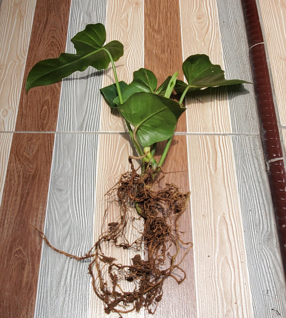 Tanaman Hias Philodendron Golden Dragon