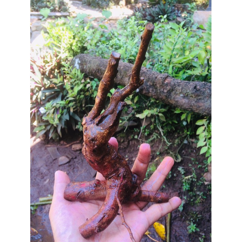 3 Bahan Bonsai Ileng Ileng Unik Mame Shopee Indonesia