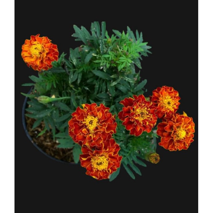 TANAMAN BABY MARIGOLD