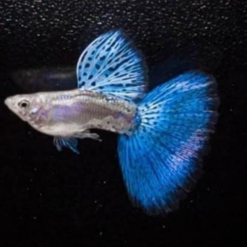 Diskon Ikan Guppy Blue Grass Sepasang Ikan Hias Aquascape Aquarium