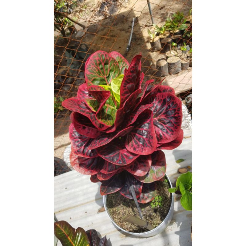 tanaman hias puring apel busarin