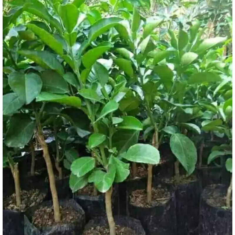 Bibit Jeruk Bali Red Pamelo / bibit jeruk bali