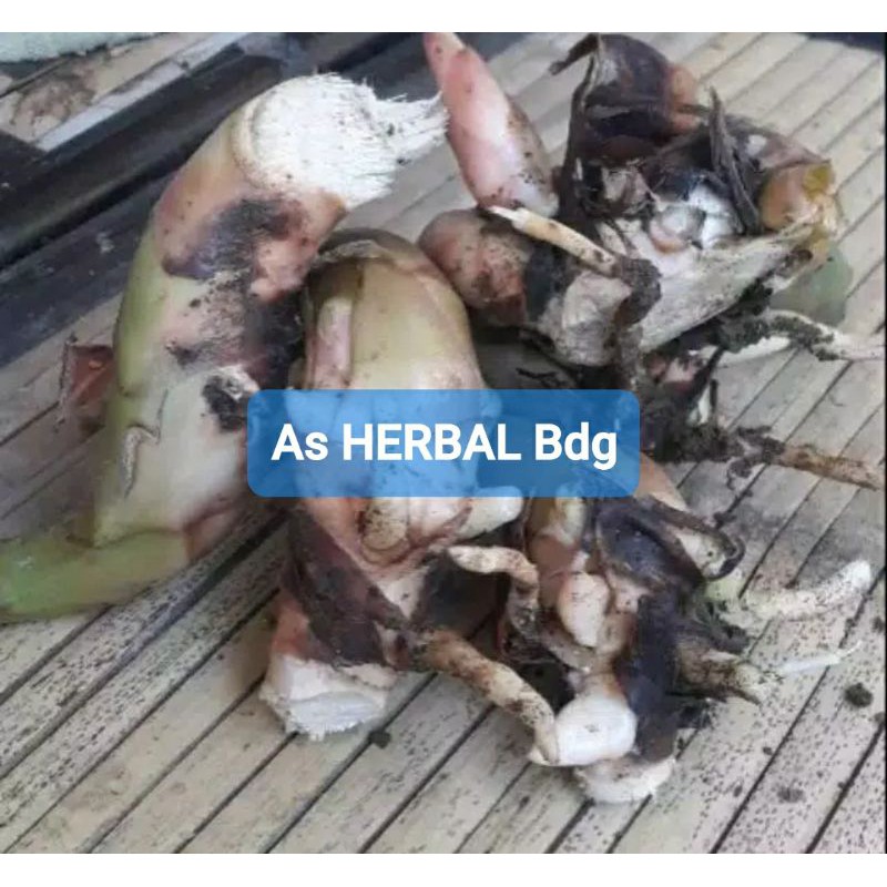 

Jual khusus umbi kecombrang atau honje segar 500 gram-az