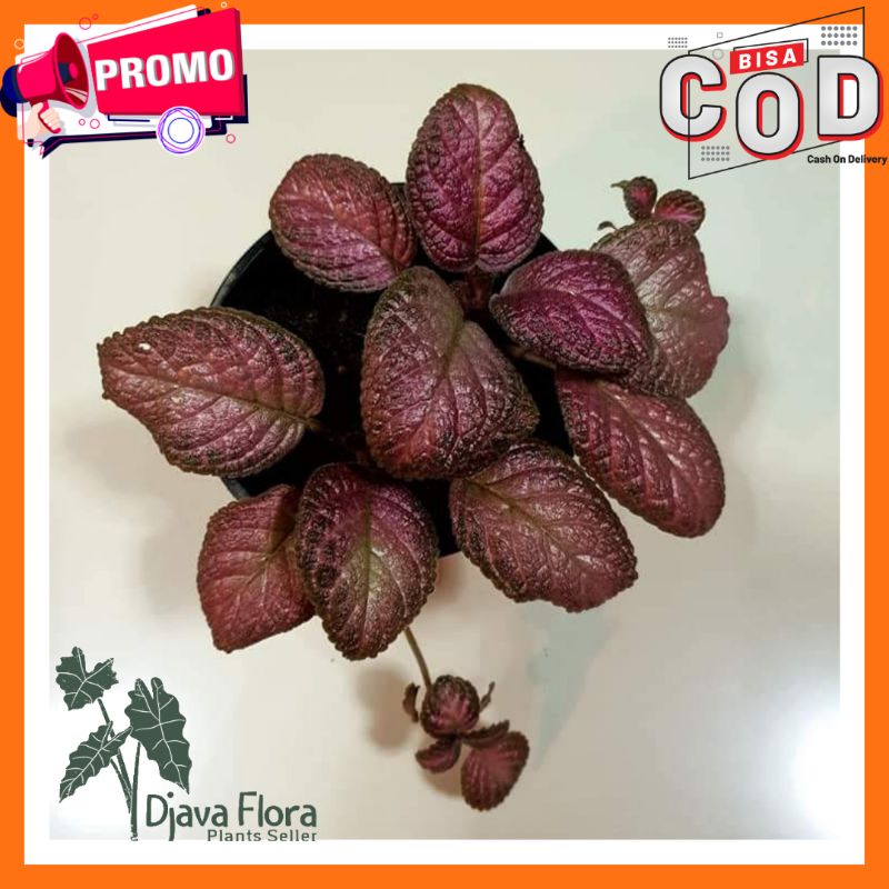 Tanaman Hias Bunga Gantung Episcia Strawberry Patch / BUNGA GANTUNG EPISCIA PINK / BUNGA GANTUNG