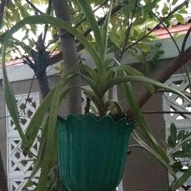 Anggrek Vanda Dewasa Jumbo (tricolor)
