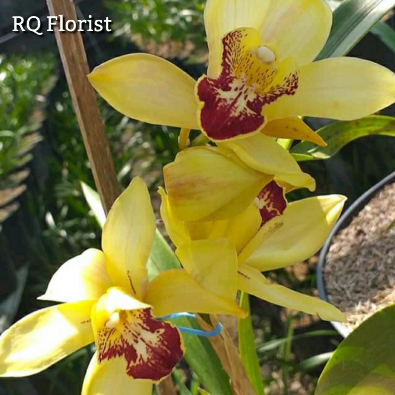 Anggrek Cymbidium Kuning Lidah Merah