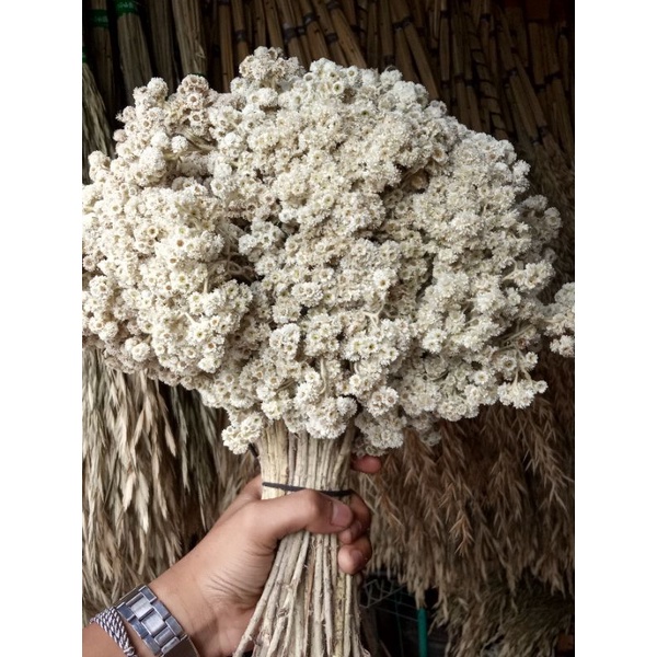 BUNGA EDELWEIS KERING ASLI/BUNGA KERING JUMBO/BUKET BUNGA/DEKORASI RUSTIK