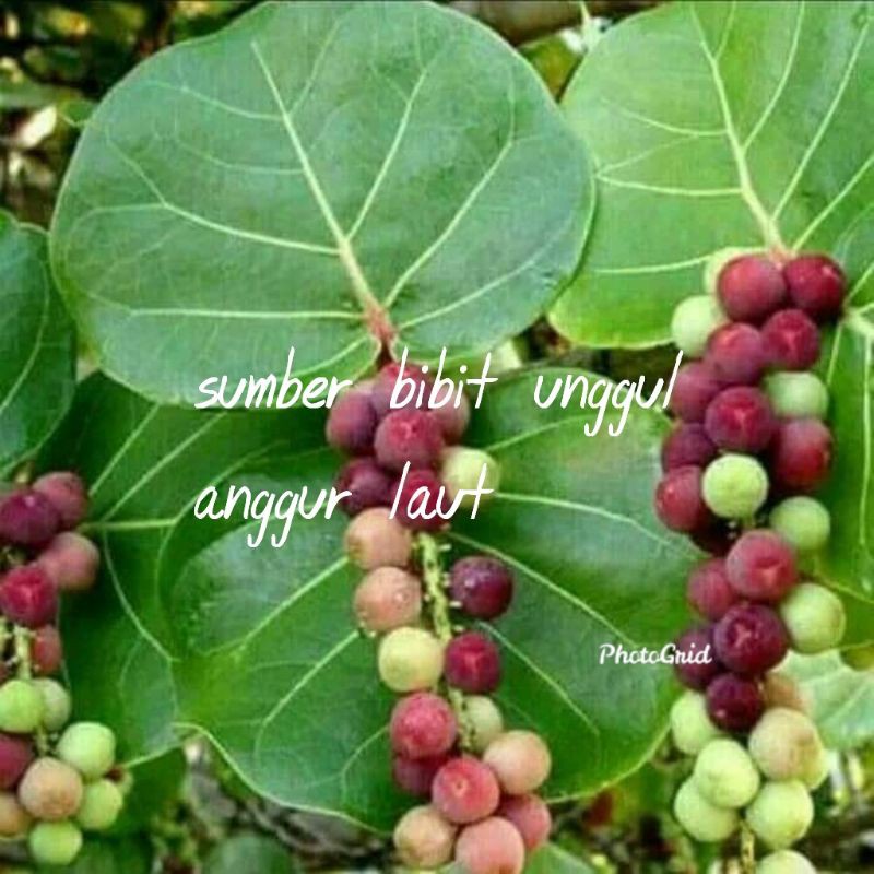 bibit anggur laut