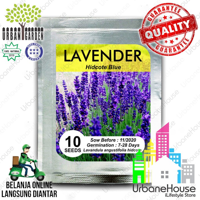 PROMO SALE HERBS Benih LAVENDER  HIDCOTE BLUE IMPORT 