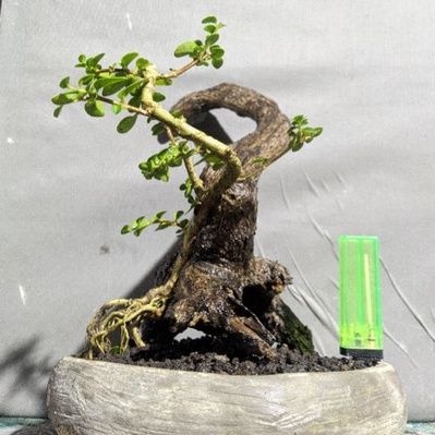 bonsai sancang mame bahan tanuki style realpic