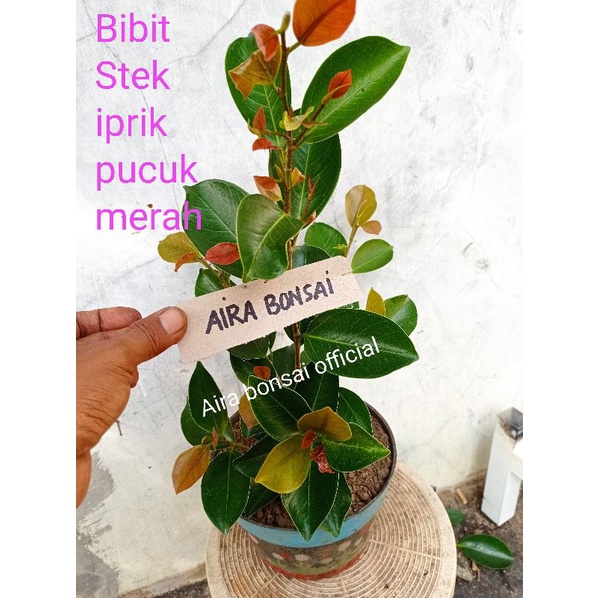 bibit stek iprik pucuk merah bahan bonsai