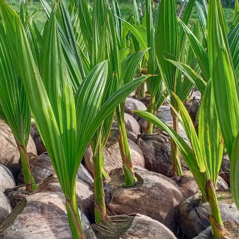 Bibit Kelapa Wulung Asli Bisa Cod