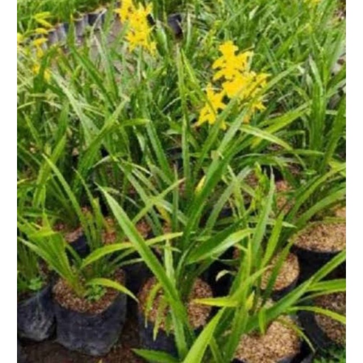 anggrek tanah golden boy