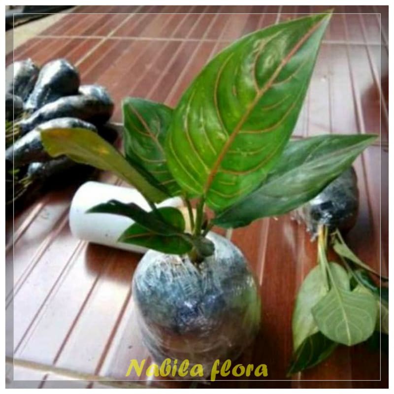 Pohon aglonema rotundum 4-5 batang daun murah