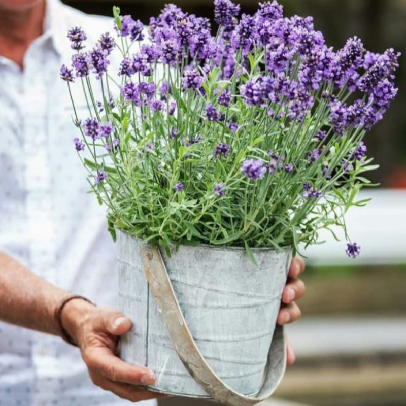 Biji Benih Bunga Lavender Import Hight Quality Seeds - 10 biji