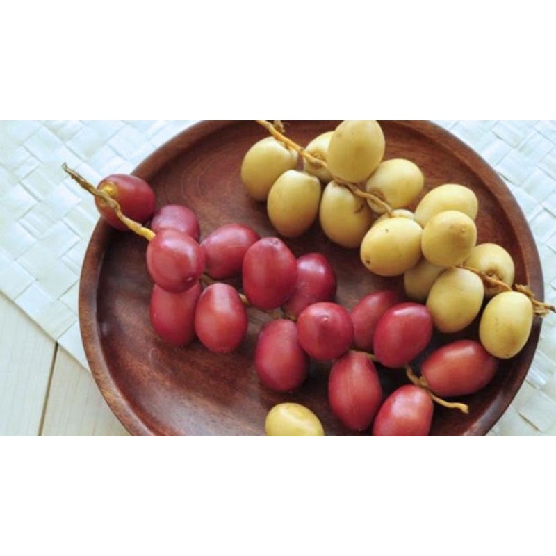 

Kurma Muda Barhy