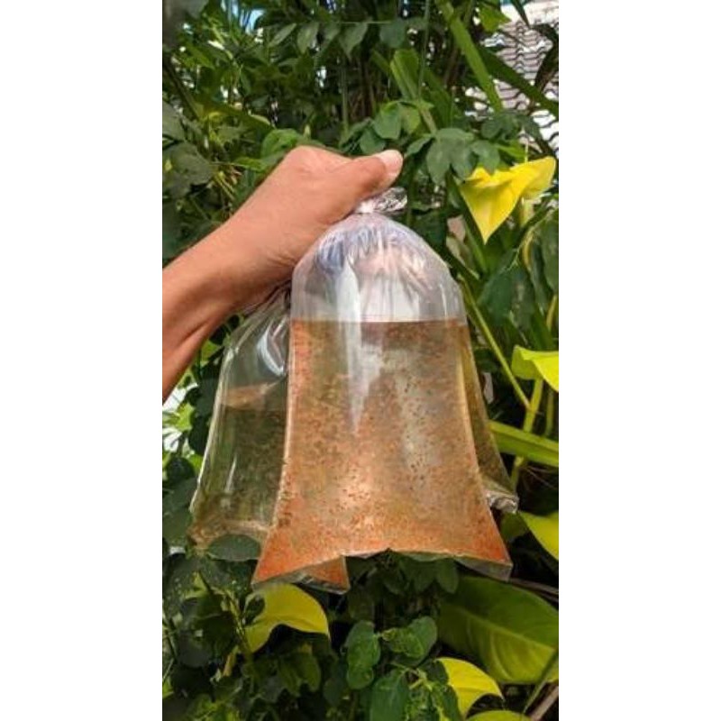 Kutu Air / Kutir / Pakan Burayak