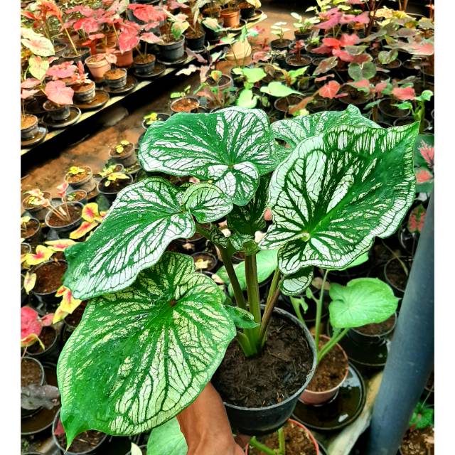 White Ceria Caladium Keladi Kaladi Caladium Import Thailand Talas Lompong Tanaman Hias Bunga Hias Shopee Indonesia