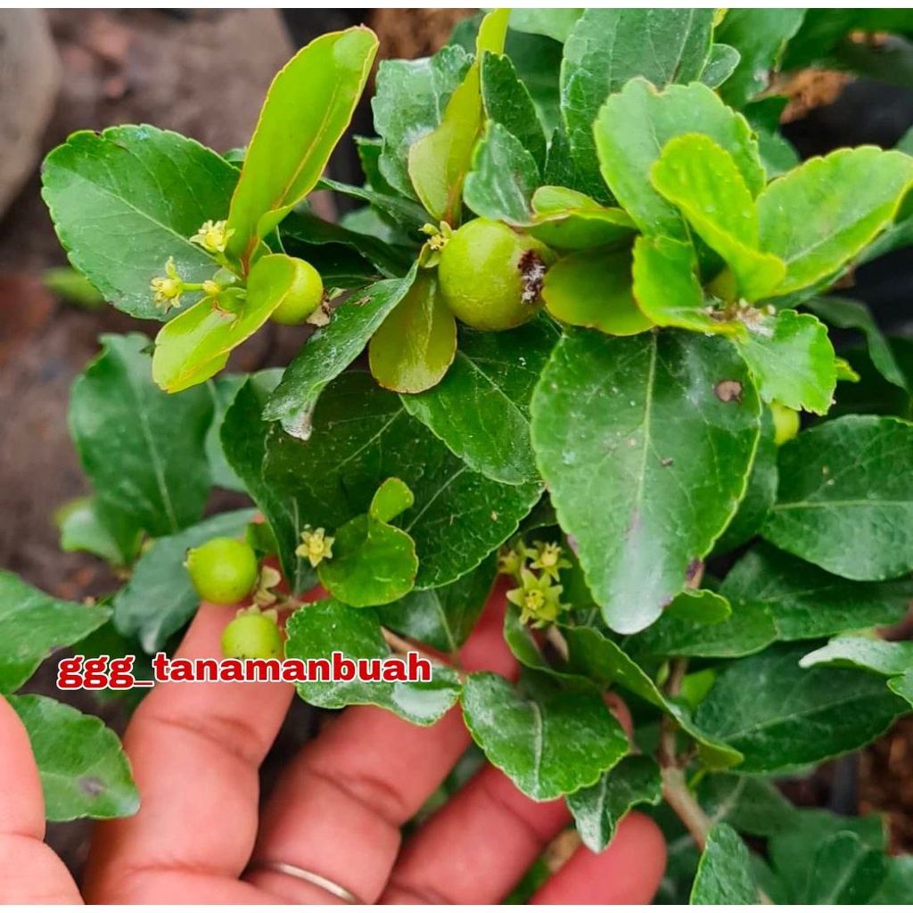 Bibit Cherry Jepang super Bisa Berbuah Dalam Pot