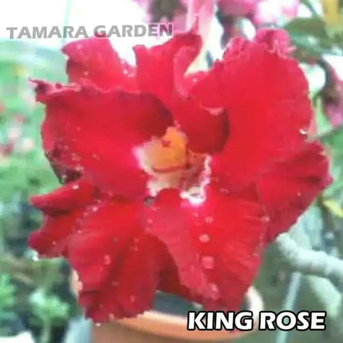 

Bibit Bunga Kamboja Adenium King Rose