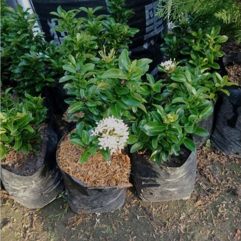 Bunga Asoka Putih Bunga Murah Tanaman Hias Ixora Chinensis Tanaman Hias Harga Terjangkau