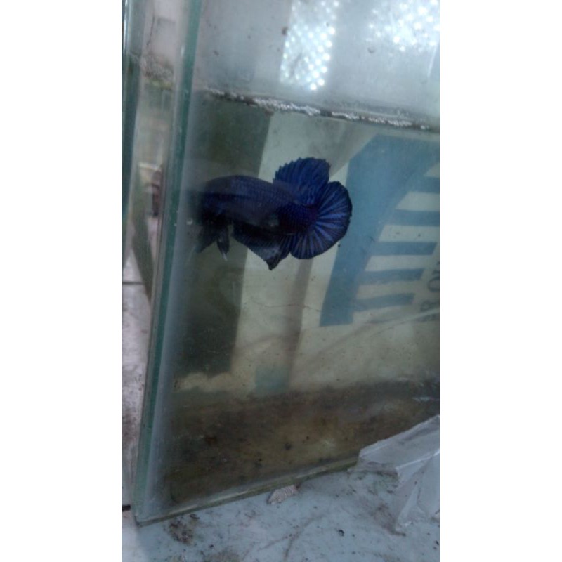 

ikan cantik blue avatar