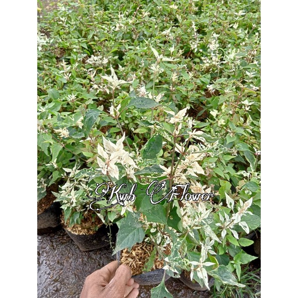 Tanaman hias anting putri salju varigata