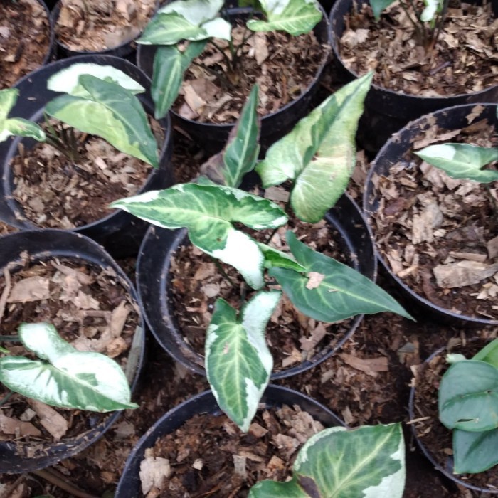 syngonium magic marble / tanaman hias indoor syngonium variegata marble