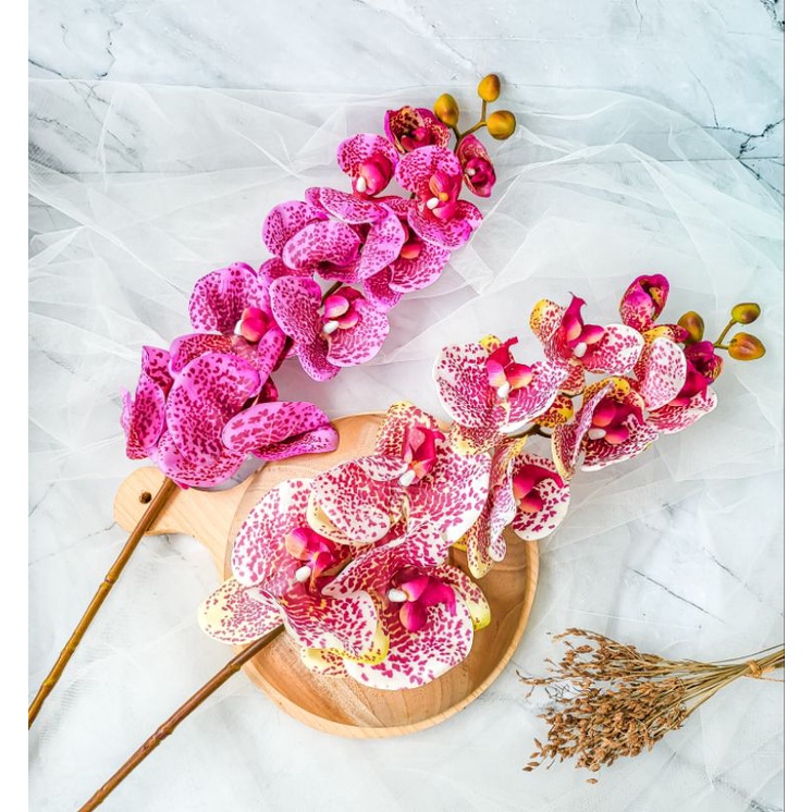 bunga anggrek macan besar