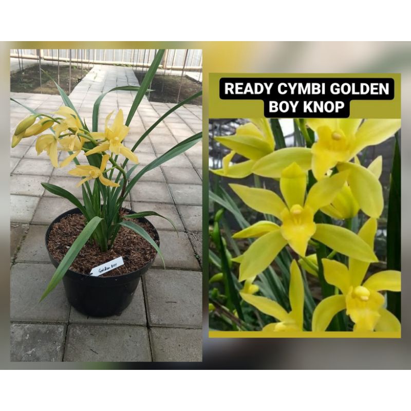 Jual Cymbidium Golden Boy Knop Shopee Indonesia
