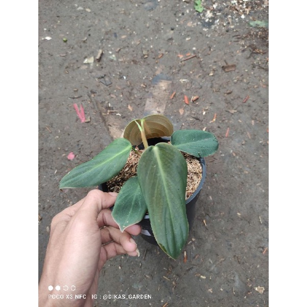 philodendron Gigas