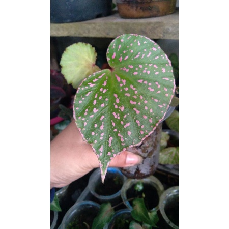 begonia sp borneo